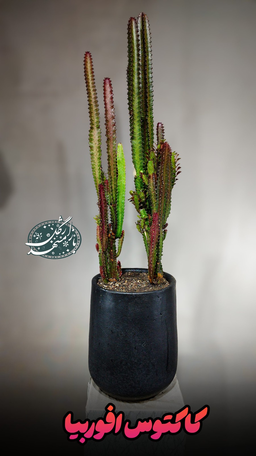 کاکتوس افوربیا