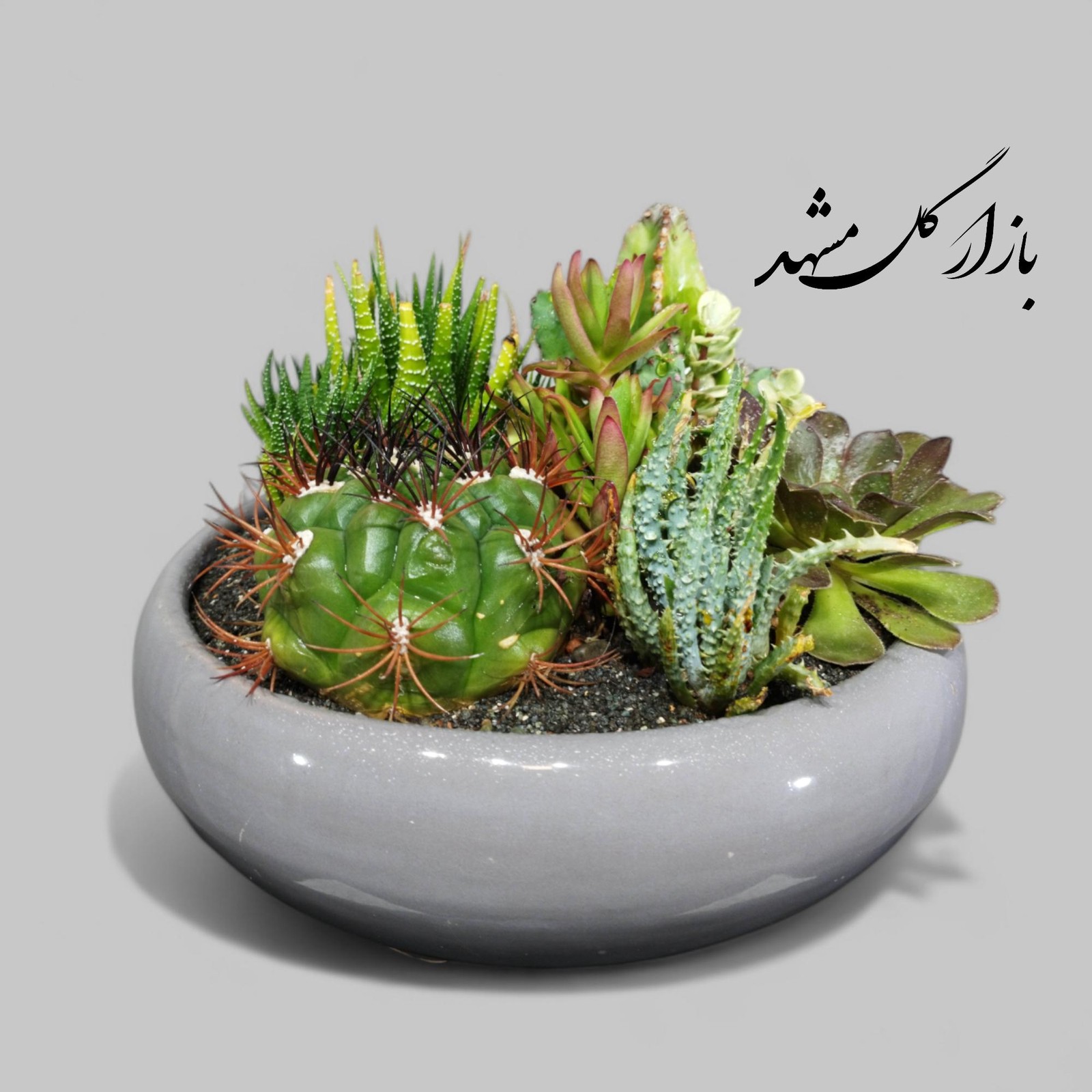 دیش گاردن سایز متوسط