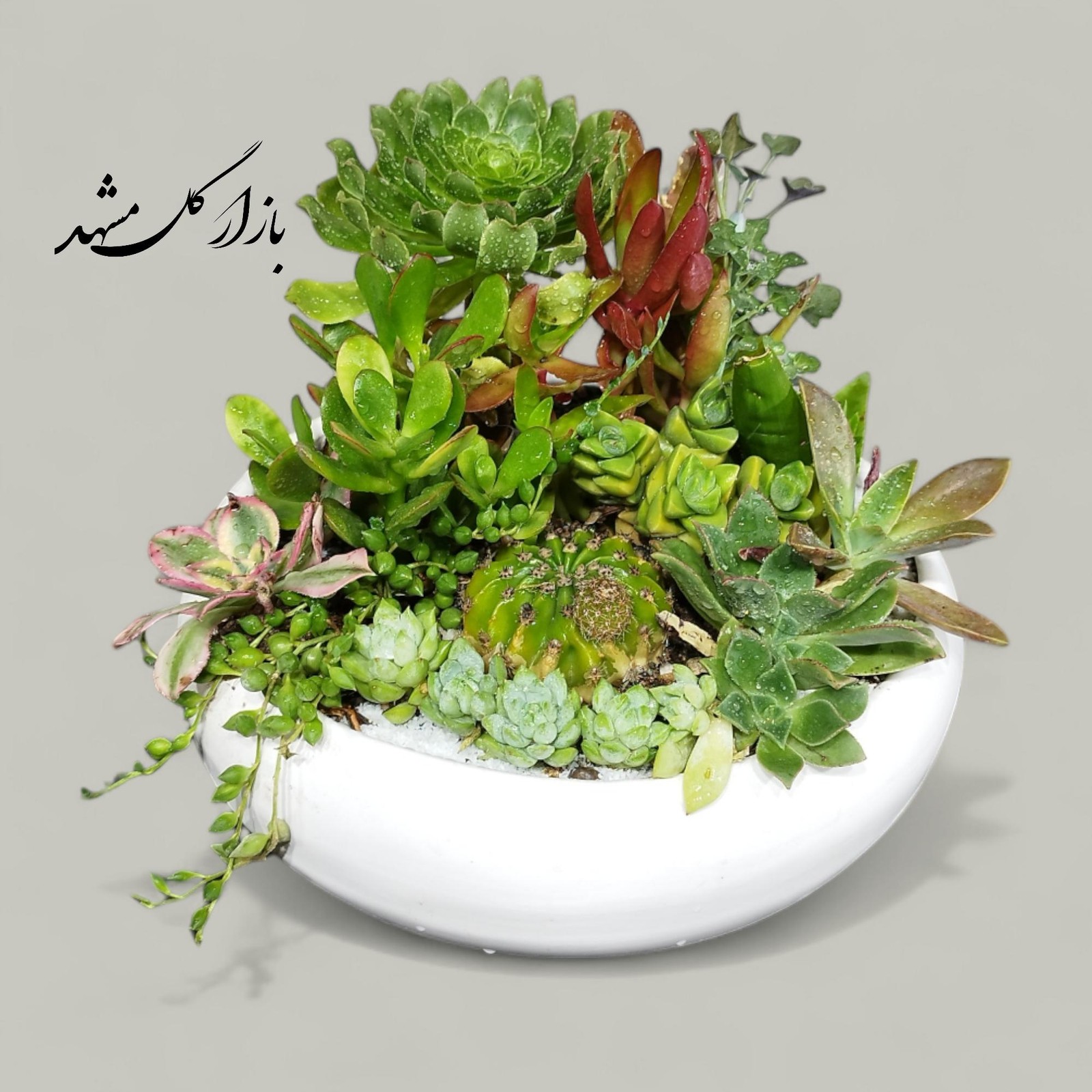 دیش گاردن سایز کوچک
