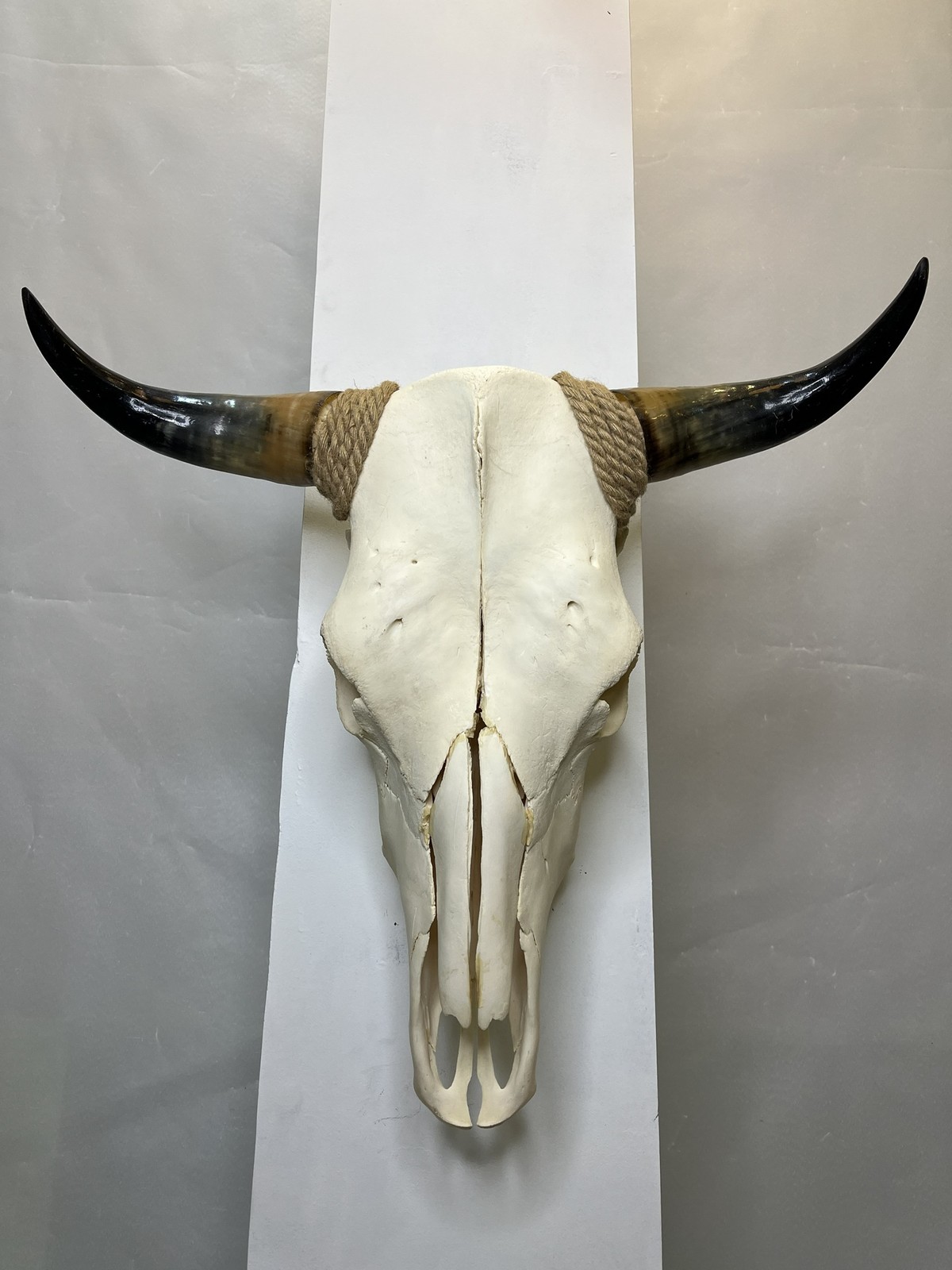 جمجمه و شاخ طبیعی گاو مدل 208 – cow-model–208