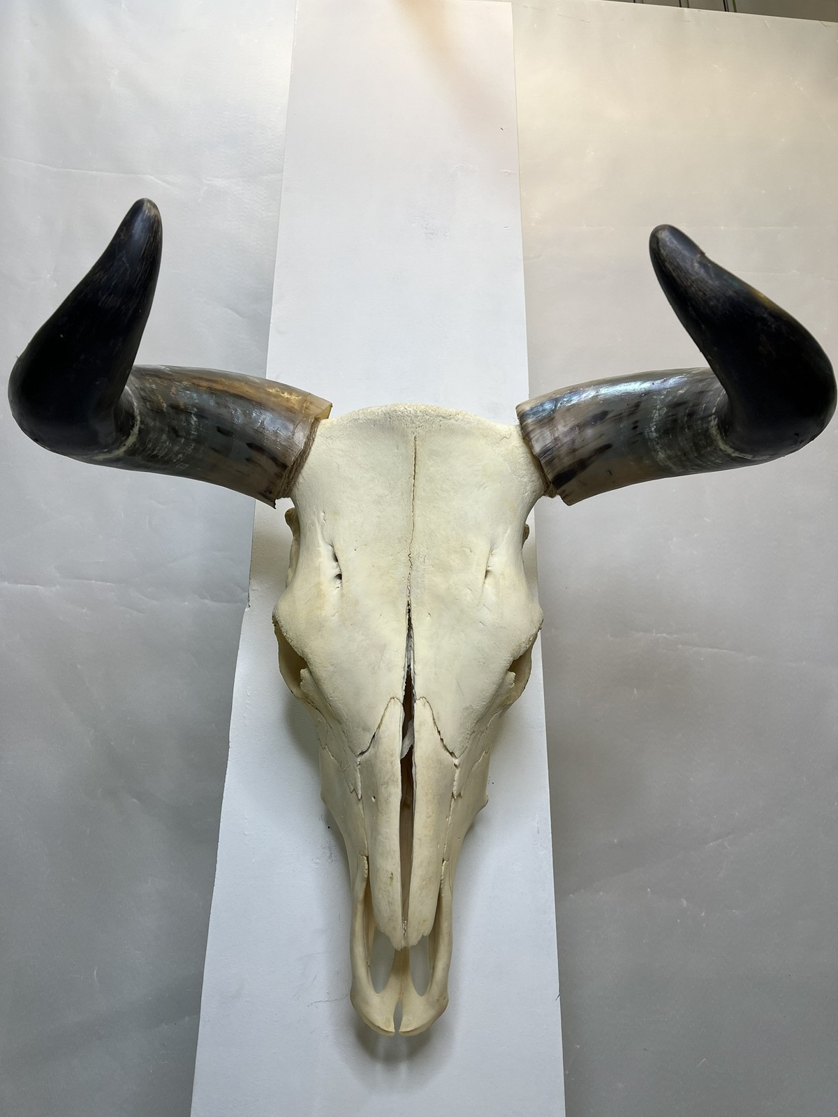 جمجمه و شاخ طبیعی گاو مدل 204 – cow-model–204