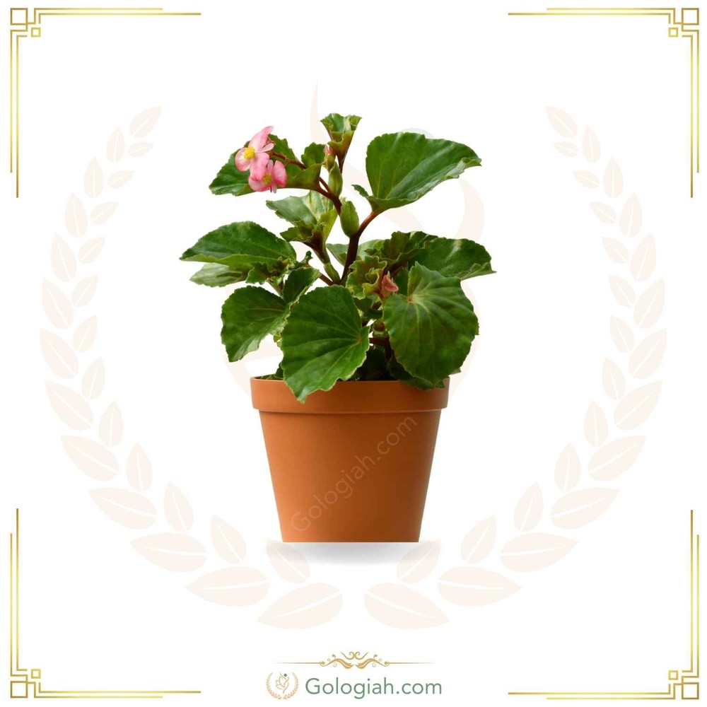 بگونیا عروس