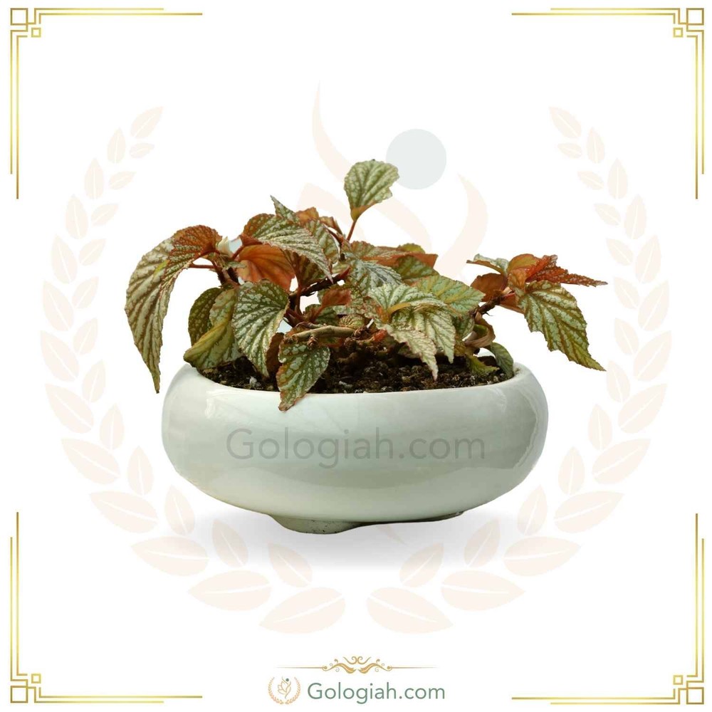 بگونیا نقره ای