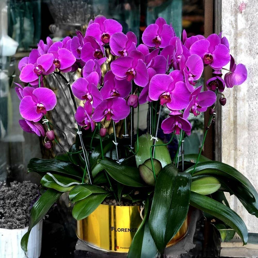 ارکیده نوا