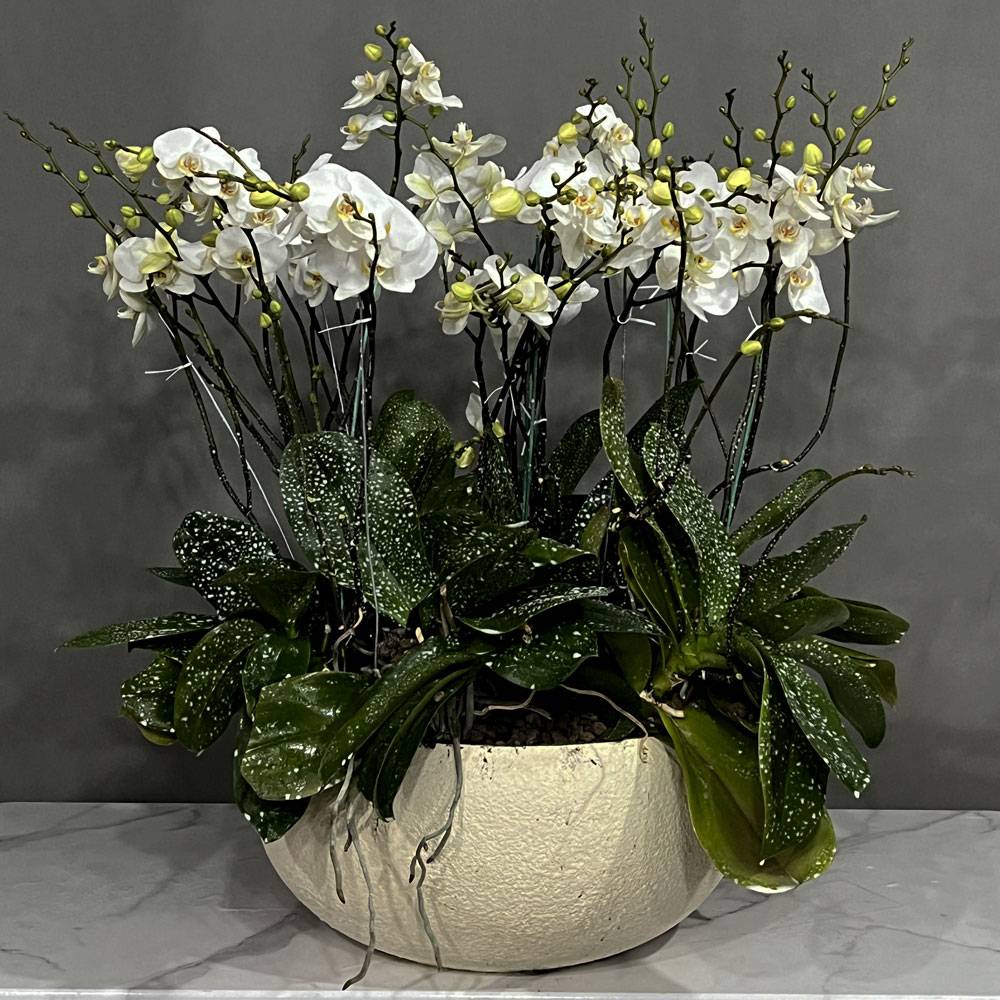 ارکیده سلطنتی