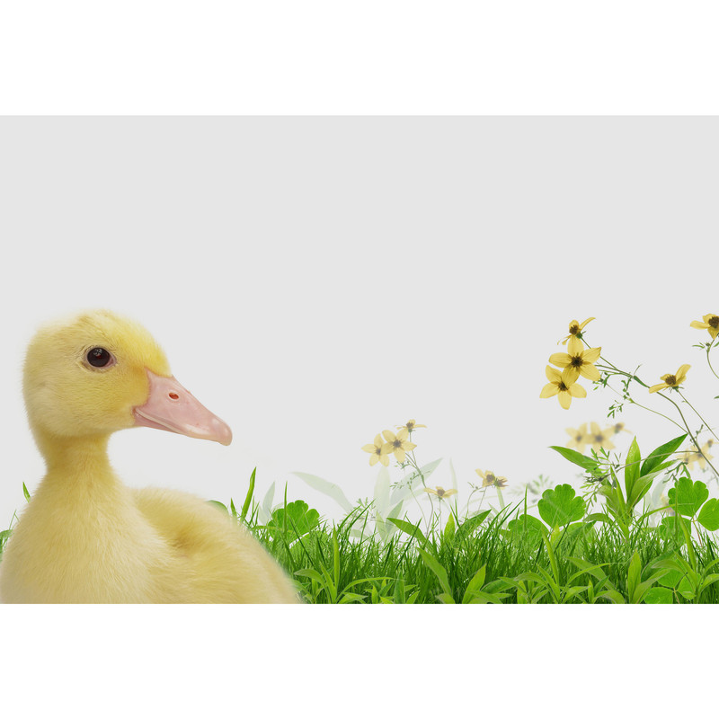 مگنت طرح چمن و گل و اردک مدل T2233