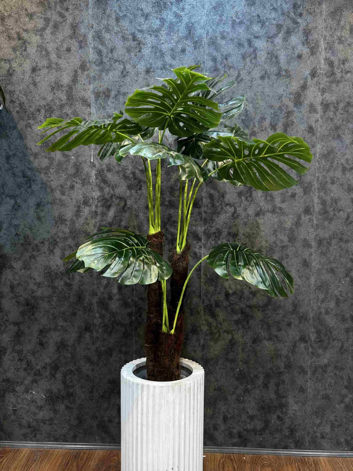 انجیری 3 تنه 160 cm – کد 6111