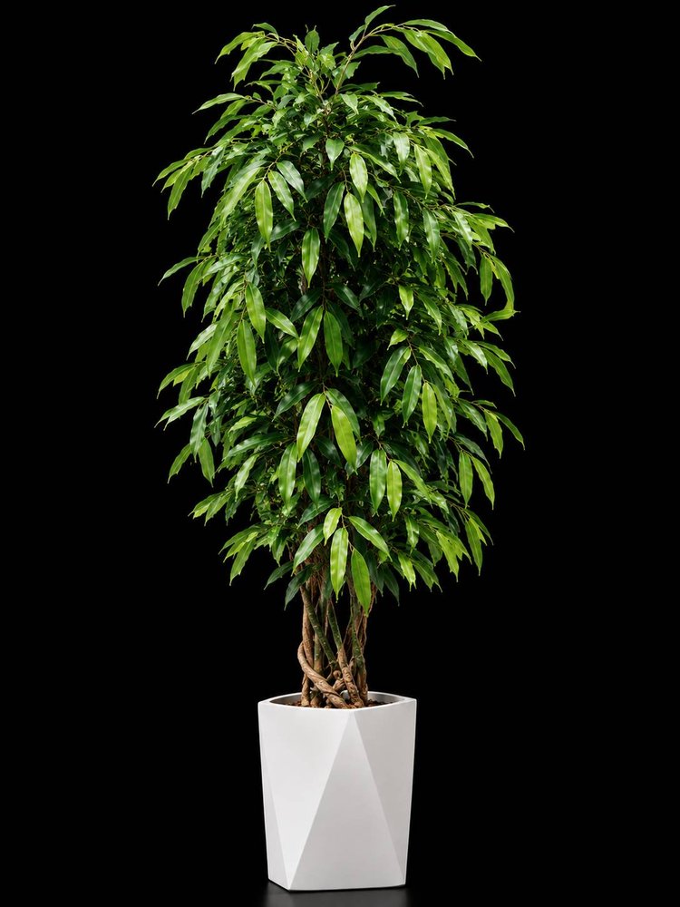 Amster Shrub