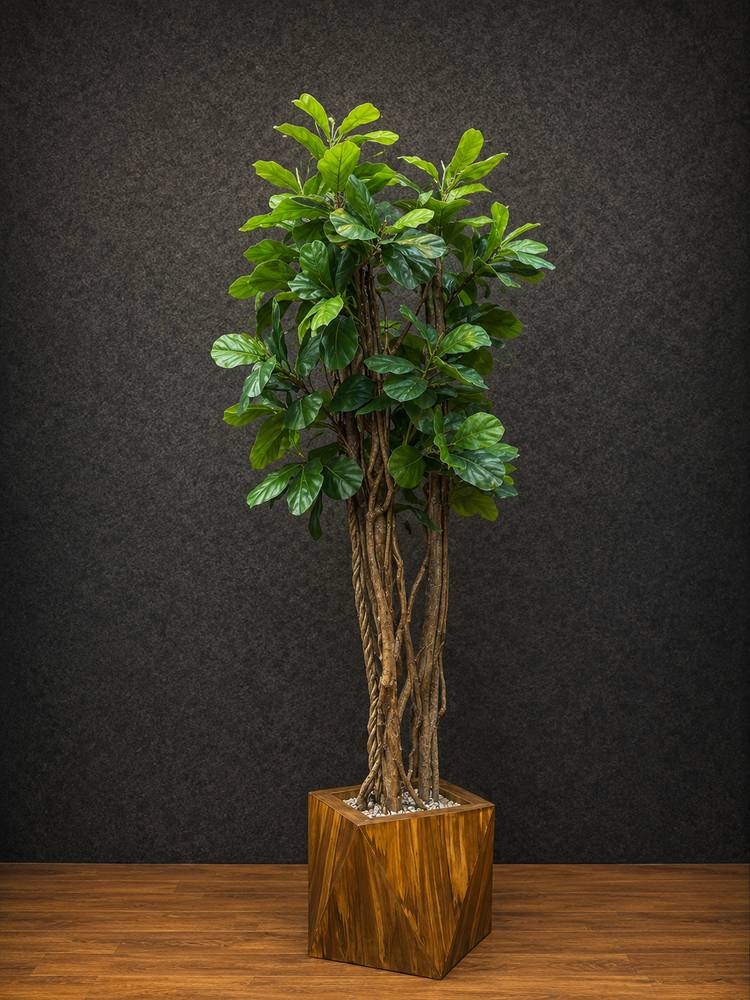 Lyrata with Natural Trunk