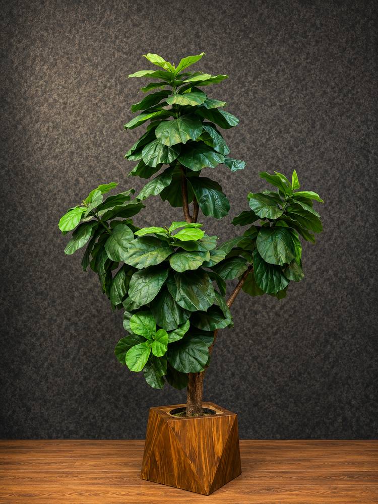 Lyrata