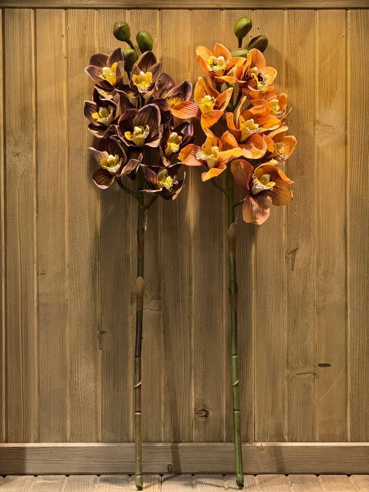 Royal Orchid