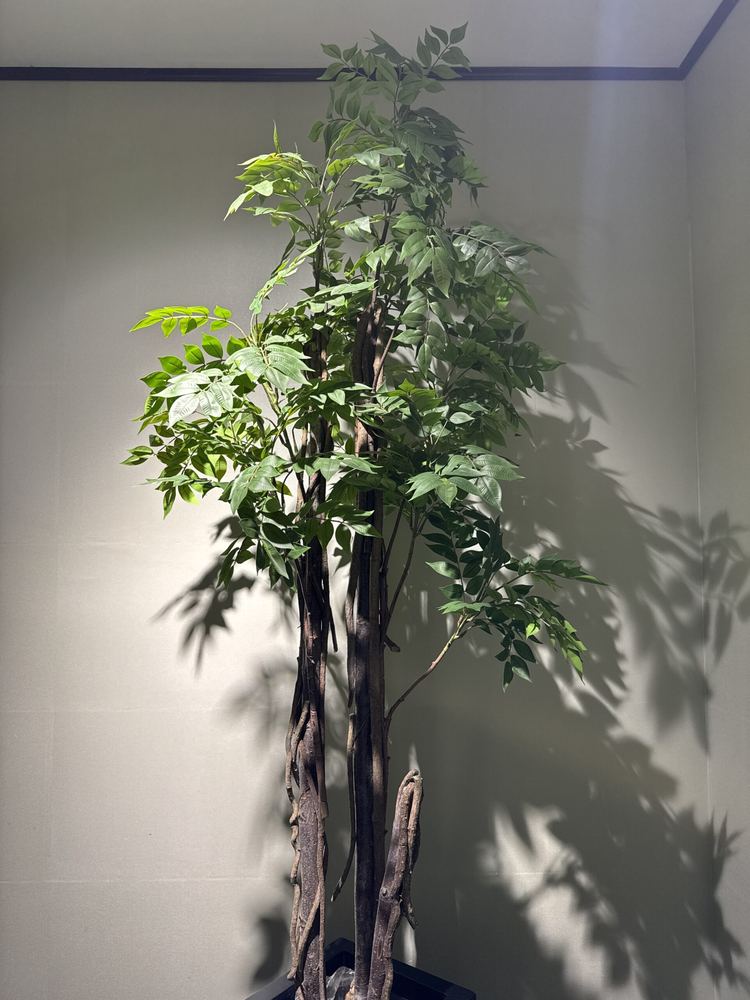 Acacia Shrub with Natural Trunk – Code 9980