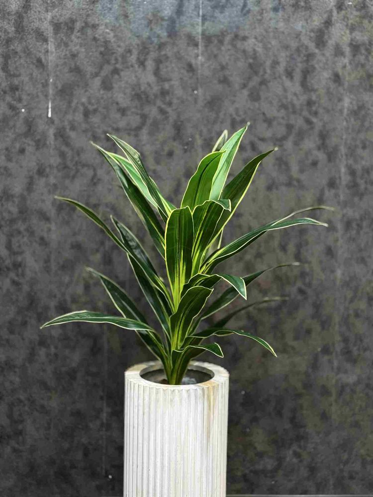 Yucca 120 cm – Code 6108