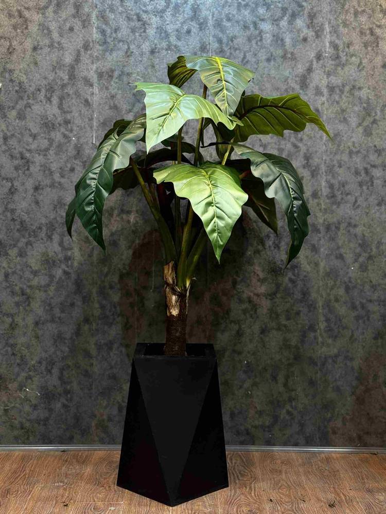 Single-Trunk Alocasia