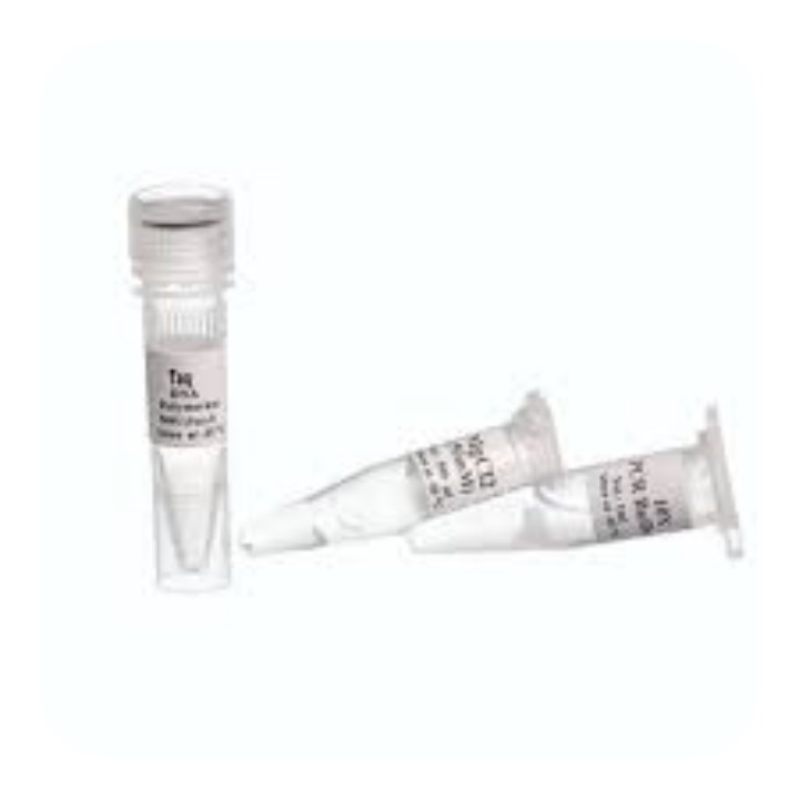 آنزیم Klen -Taq-DNA Polymerase