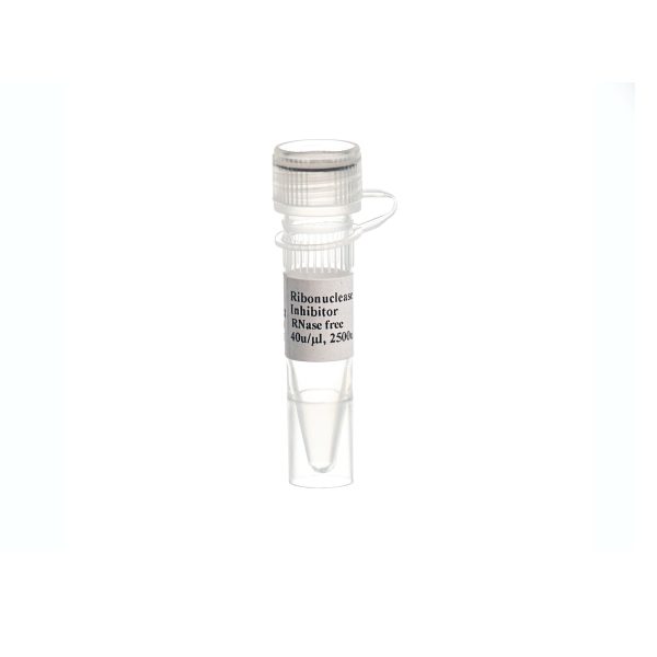 RNase Inhibitor (20u/µl)/50T