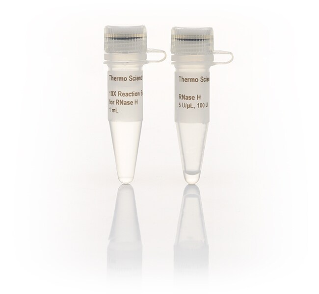 RNase H (5 U/µL)
