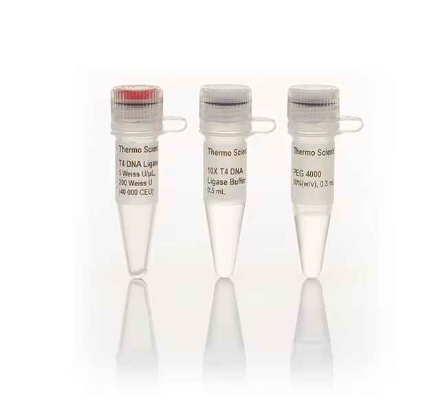 T4 DNA Ligase (5 U/µL)