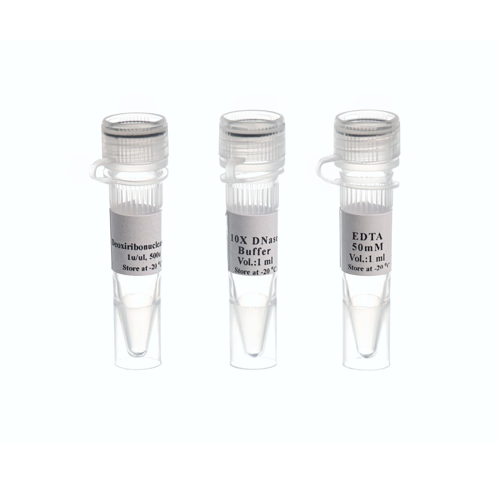 SYBR HS-qPCR Master Mix (Hi-ROX), 2X