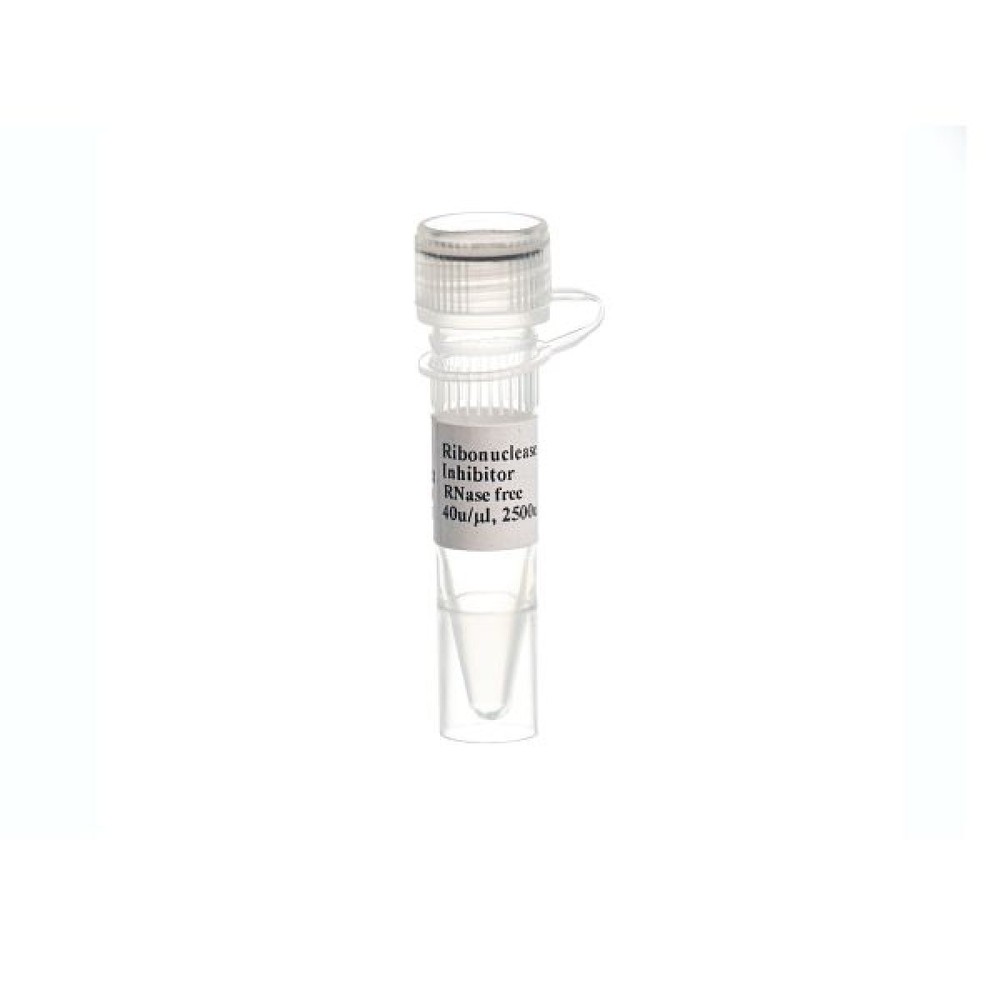 RNase Inhibitor (20u/µl)/50T