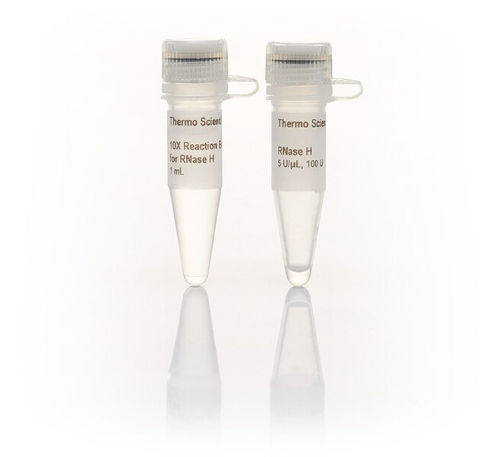 RNase H (5 U/µL)