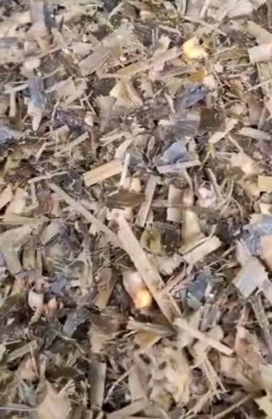 پرس وکیوم ذرت علوفه