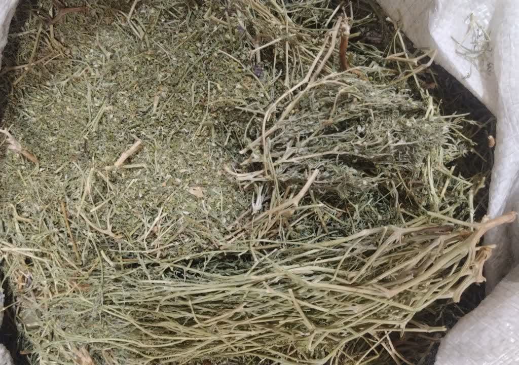 شاهتره خشک