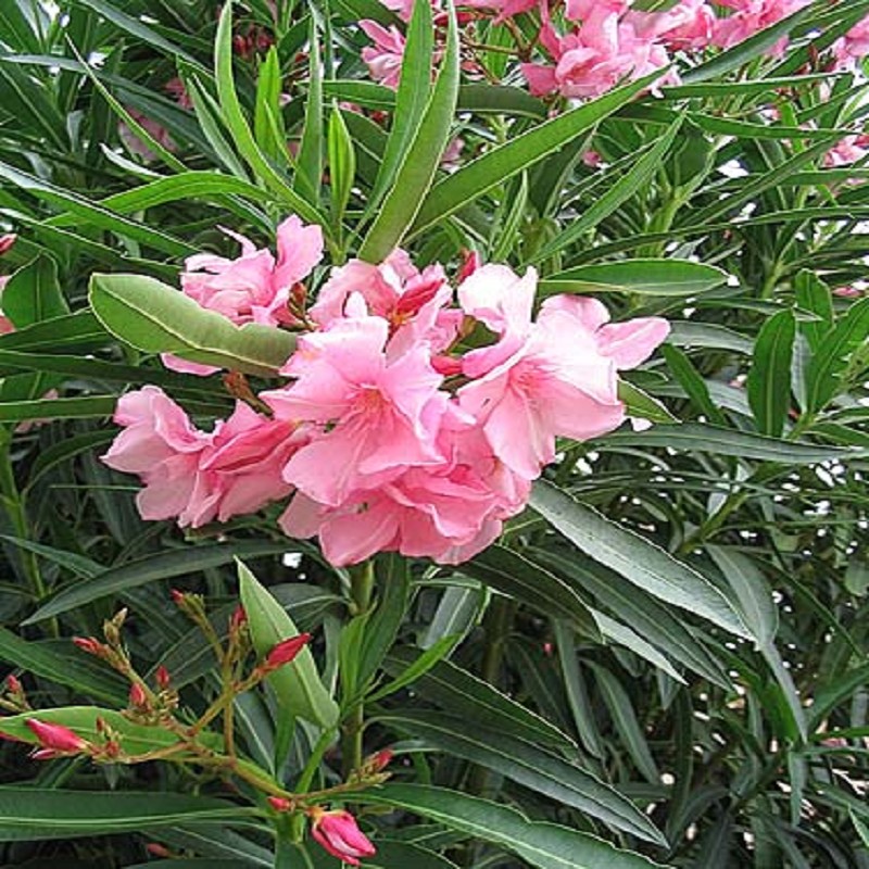 برگ خرزهره خشک صد گرمی