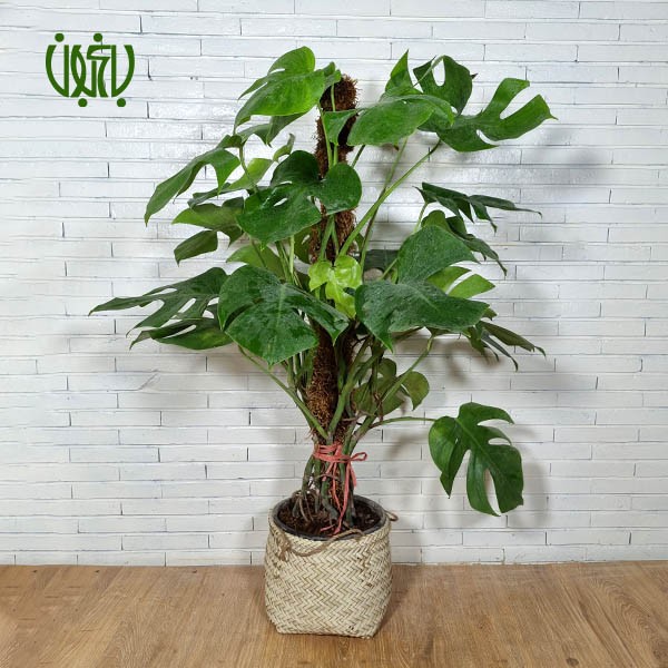 برگ انجیری- MONSTERA DELICIOSA