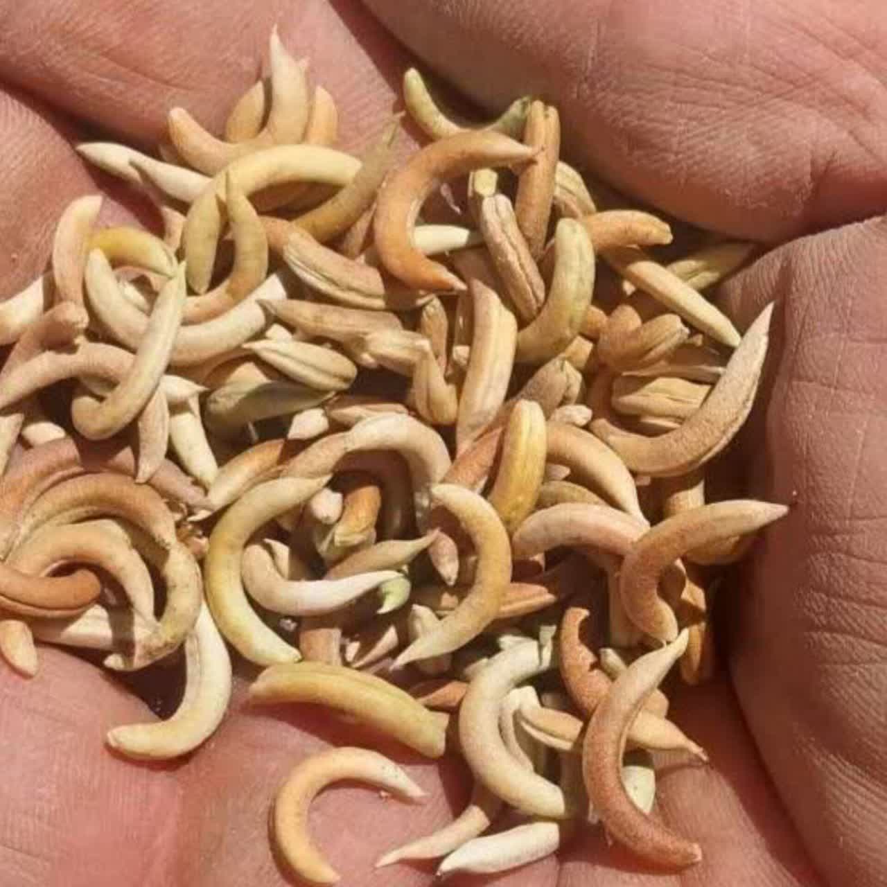 ناخنک عمده