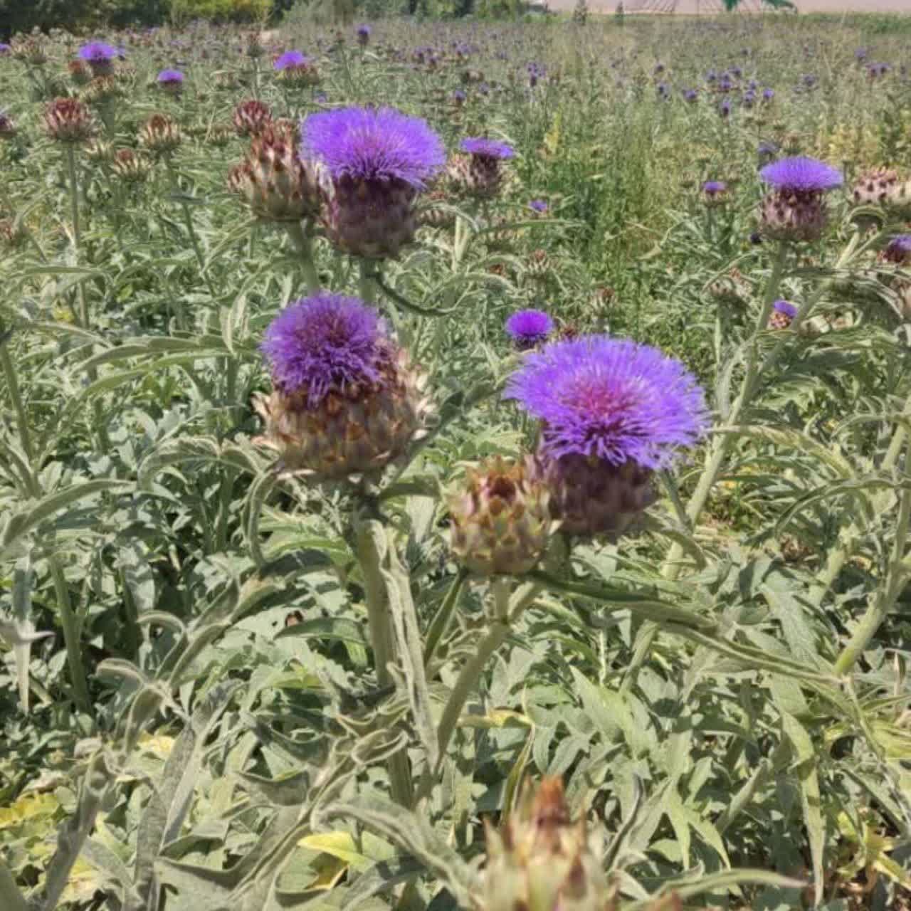 کنگر فرنگی عمده