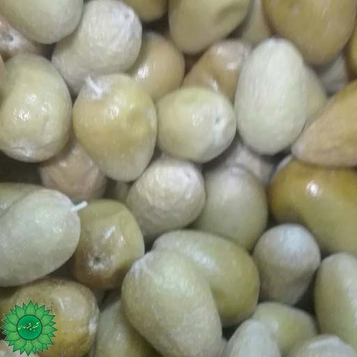 سنجد سفید | سنجد نقلی | سنجد زرد