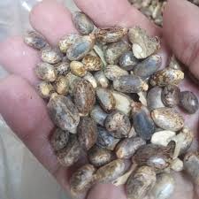 حب السلاطین (100گرمی )