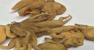 ثعلب پنچه ای اصل (50گرمی )