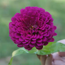 بذرگل آهارپاکوتاه ارغوانی (1گرمی)