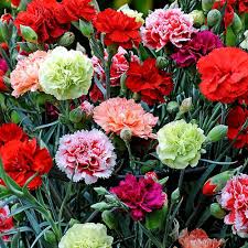 بذرگل میخک پابلند(1گرمی )