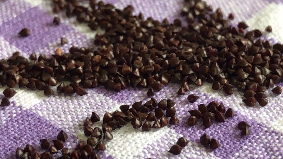 تخم ترشک (100گرمی )