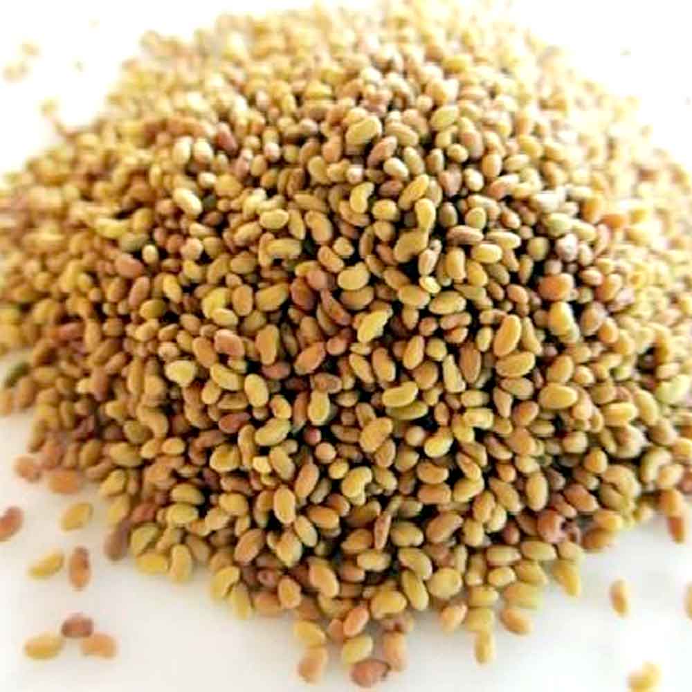 بذر یونچه (100گرمی )