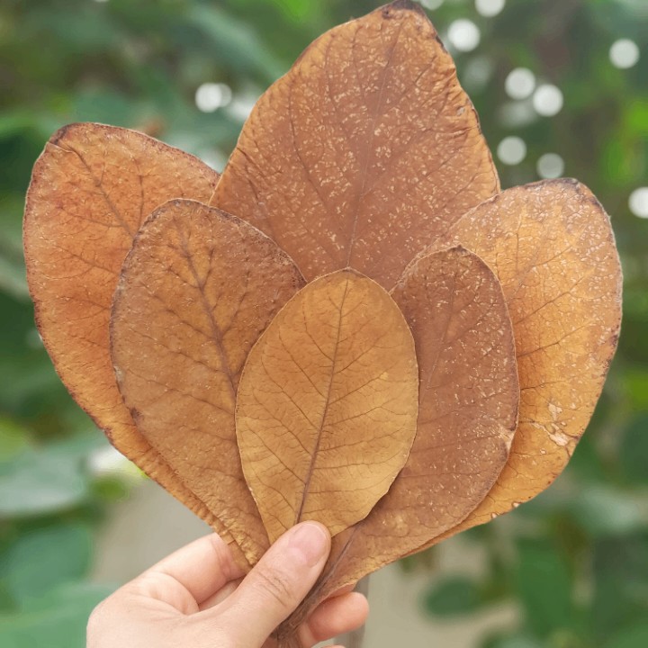 برگ کاتاپا 20 گرمی(مناسب برای آکواریوم)