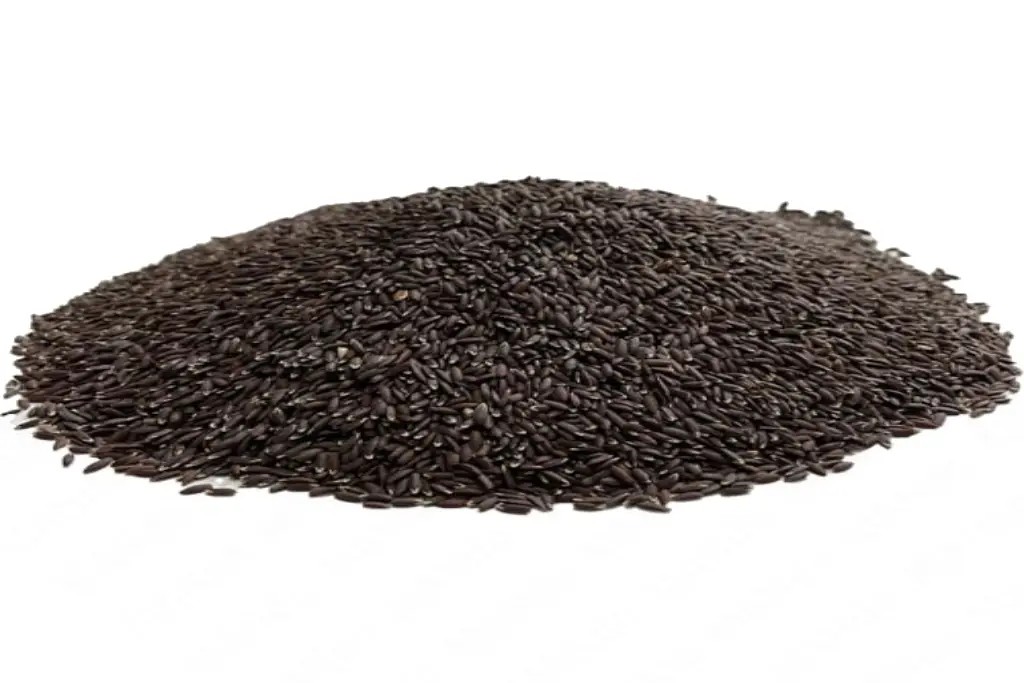 بذرک سیاه