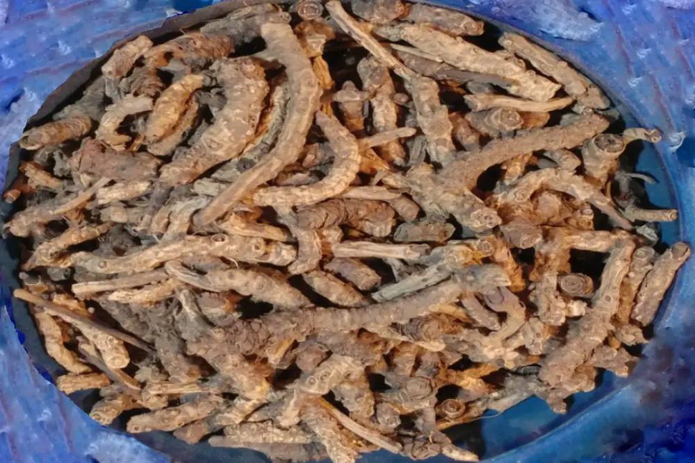 خربق سفید