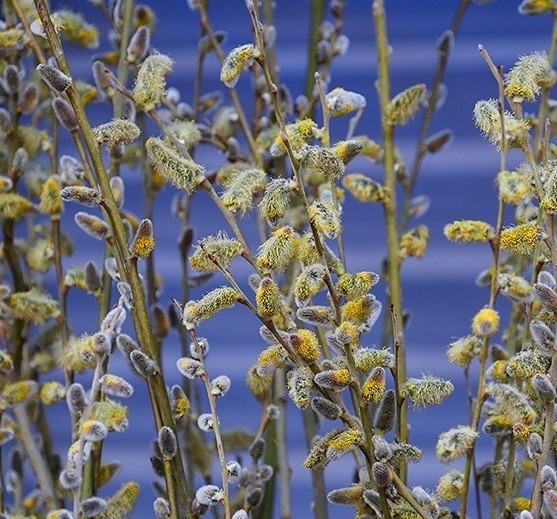 بیدمشک ( بسته 100 گرمی )