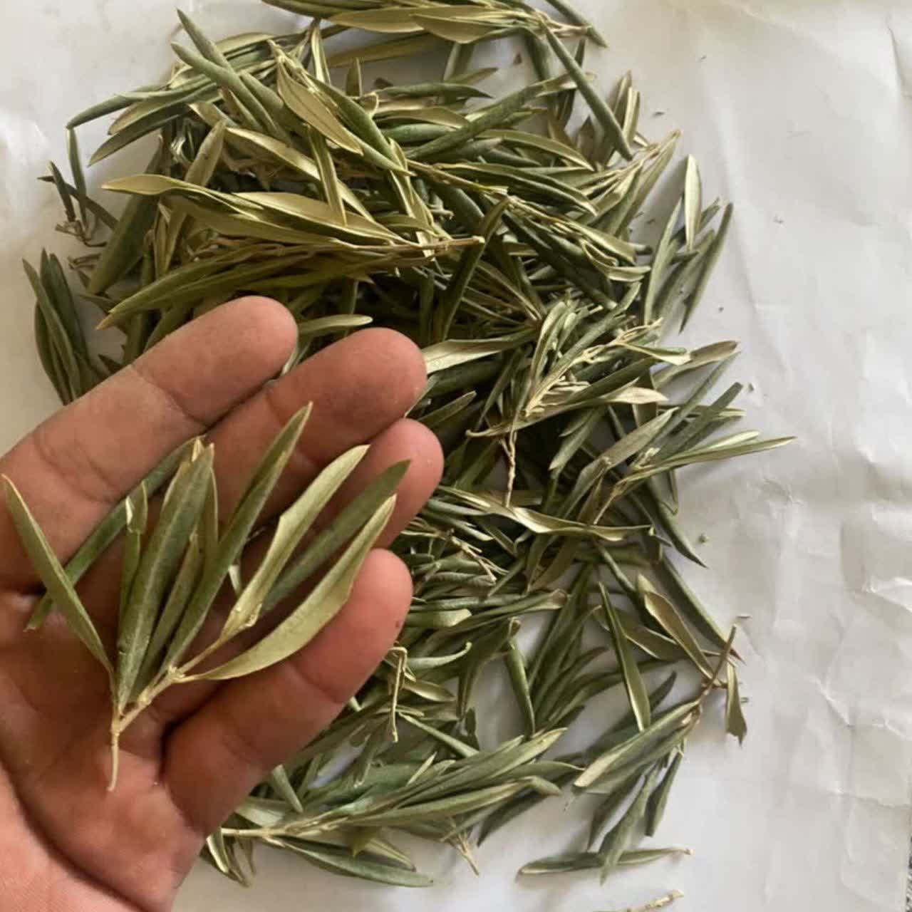 برگ زیتون عمده