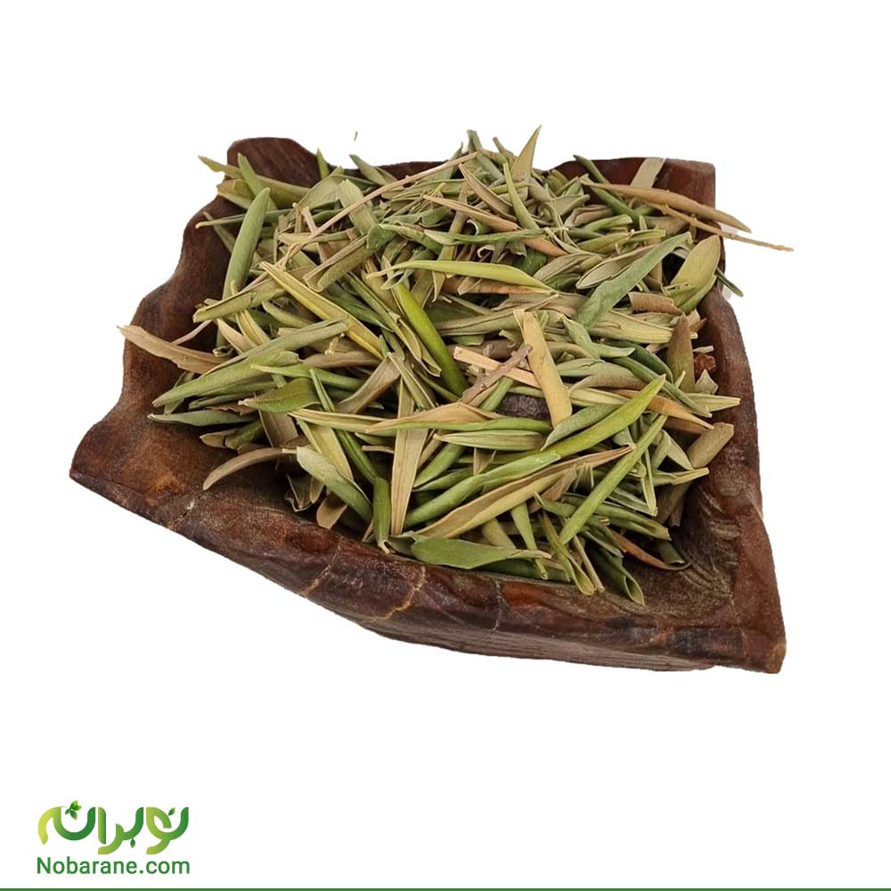 برگ زیتون خشک