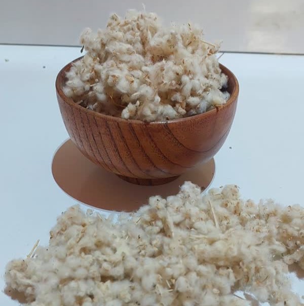 مریم نخودی