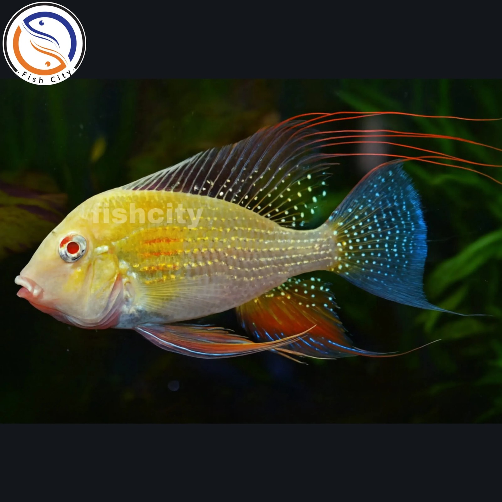 ماهی هکلی البینو سایز 4-5