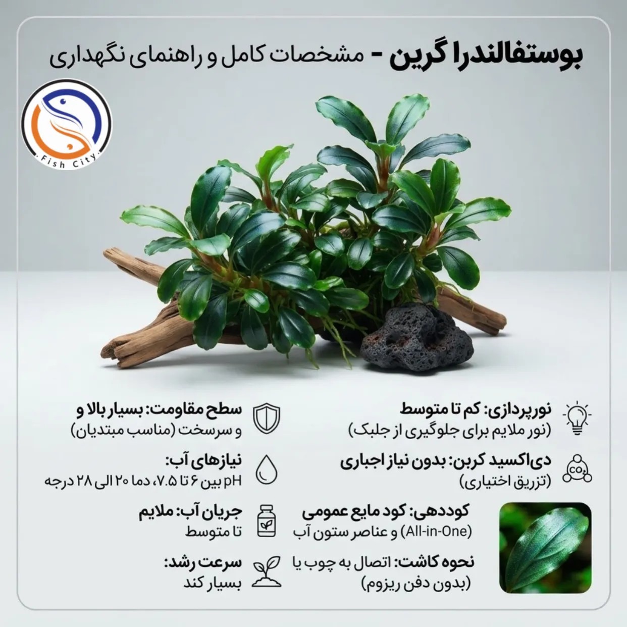 گیاه بوستفالندرا گرینXL