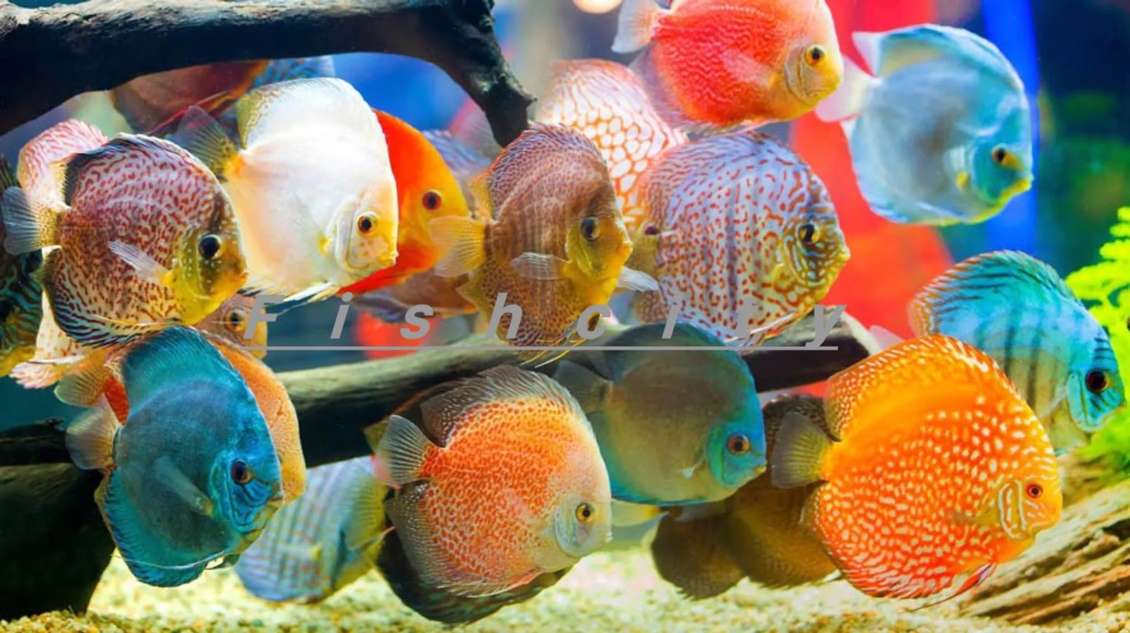 ماهی دیسکس مختلف سایز 3 اینچ
