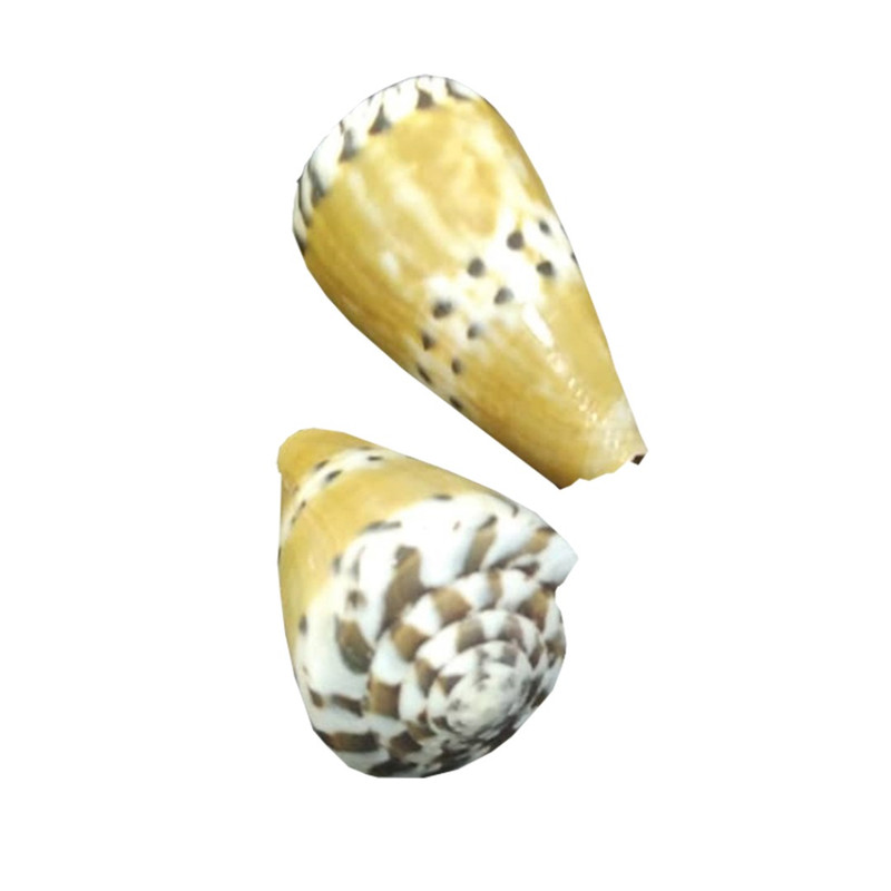 صدف تزئینی آکواریوم مدل T50 مجموعه 2 عددی
