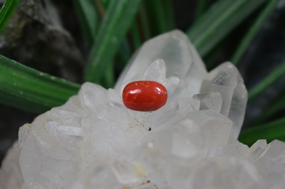 مرجان قرمز طبیعی